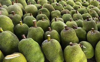 Loại cây ăn quả nhà nào cũng trồng ở Việt Nam ngày càng được người Trung Quốc 'chết mê chết mệt' - xuất khẩu tăng 3 chữ số, thu trăm triệu USD