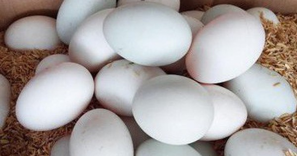 hình ảnh trứng vịt