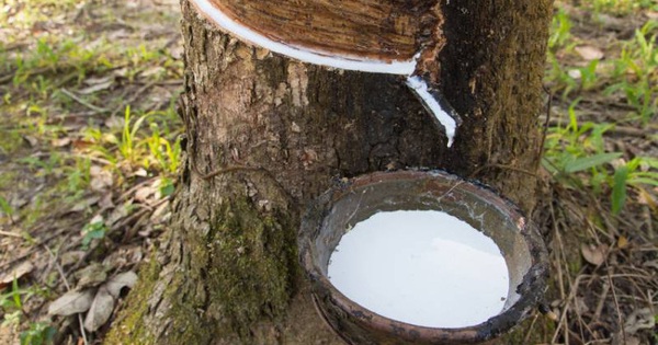 Xuất khẩu cao su tăng vọt gần 145% trong nửa đầu tháng 2/2020