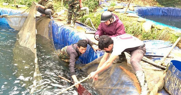 Lào Cai khẩn trương tìm đầu ra cho 250 tấn cá hồi vùng cao