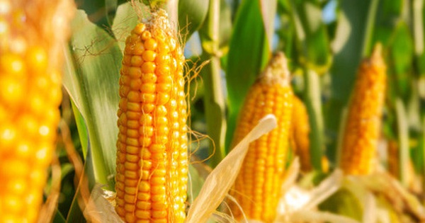 Khi cường quốc số 1 thế giới làm nông nghiệp: Sản xuất được quá nhiều, quá nhanh, nước Mỹ không biết làm gì với 380 triệu tấn ngô mỗi năm