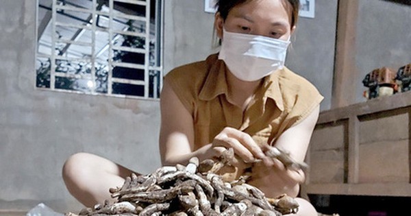 Mưa nắng đan xen, "lộc trời" ngoi lên từ đất nhiều vô kể, rảnh tay hái, thu 10 triệu/ngày - Vimarsana News
