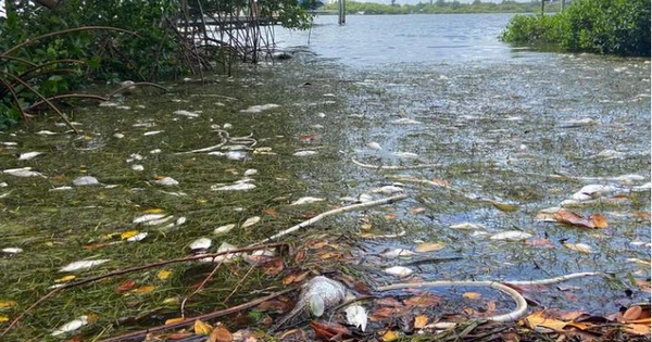 Mỹ: "Thủy triều đỏ" dữ dội làm chết 600 tấn cá ở bang Florida - Vimarsana News