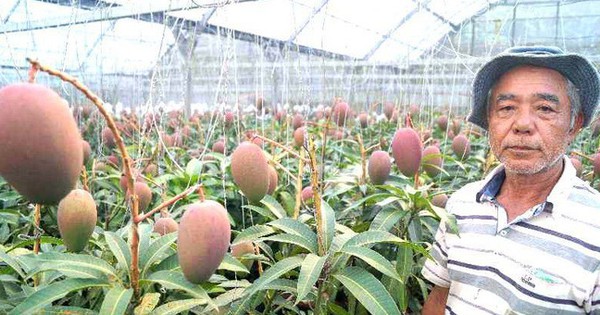 Cây xoài độc nhất vô nhị của lão nông: Cao hơn 1m nhưng cực "mắn" cho ra 800 trái mỗi vụ, đến nỗi phải dựng giàn cho khỏi gãy - Vimarsana News