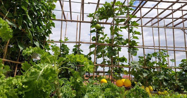 Sân thượng 50m² không khác gì trang trại với đủ loại rau quả sạch theo mùa của mẹ đảm ở Hà Nội - Vimarsana News