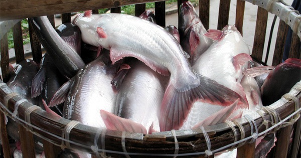 Là hai đơn vị được hưởng mức thuế 0 USD/kg khi xuất sang Mỹ trong đợt POR16, Vĩnh Hoàn và Navico sẽ hưởng lợi như thế nào? - Vimarsana News