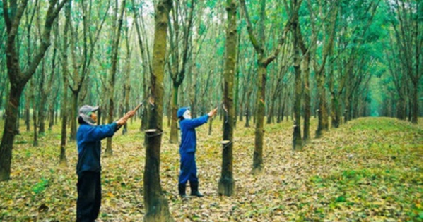 Vietnam Rubber Group (GVR) chốt danh sách cổ đông chi 2.400 tỷ đồng trả cổ tức - Vimarsana News