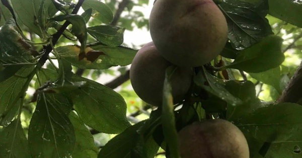 'Cherry Bảo Lạc' cung không đủ cầu - Vimarsana News
