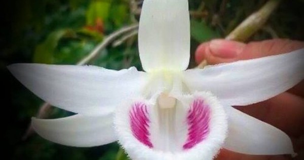 "Thổi giá" lan đột biến giả, chiếm đoạt tiền tỷ - Vimarsana News