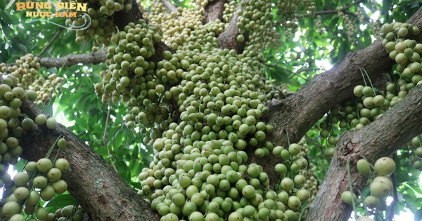 越南樹上有種“野果”，中國網友互約吃一次