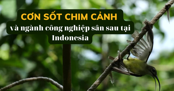 Là biểu tượng của Nam Cực, tại sao chim cánh cụt cũng sống ở xích đạo nhiệt đới? Là biểu tượng của Nam Cực, tại sao chim cánh cụt cũng sống ở xích đạo nhiệt đới?