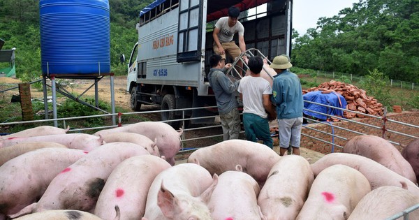 Thịt lợn tăng giá: Thị trường Trung Quốc có ảnh hưởng đến Việt Nam?