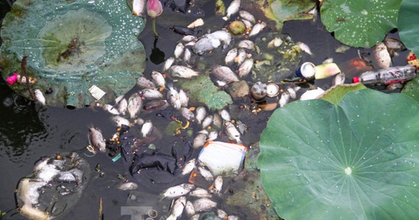 Cá chết hàng loạt bốc mùi hôi thối ở hồ sinh thái tại Quy Nhơn