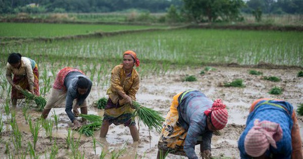 Không kém dầu hay khí đốt, loại lương thực quan trọng số một thế giới này cũng đang nằm giữa vòng xoáy tăng giá