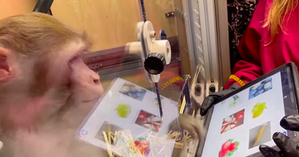 Công nghệ cấy chip chữa liệt và mù của Elon Musk vấp trở ngại lớn