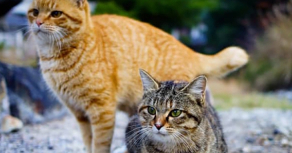 Thăm đảo Tashirojima - hòn đảo ở Nhật Bản nơi