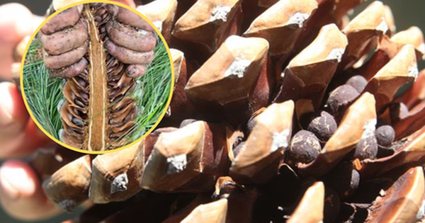 Loại hạt ở Việt Nam xưa rụng đầy gốc không ai lấy, nay lại thành đặc sản đắt đỏ cả nửa triệu/kg