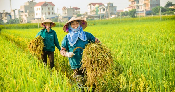 ได้รับอานิสงส์จากสินค้าเกษตรที่ส่งออกมูลค่า ‘พันล้านดอลลาร์’ ของเวียดนาม หุ้นที่เกี่ยวข้องประสบกับฤดูกาลที่ ‘ยอดเยี่ยม’