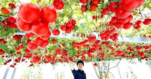 トマトの木 12,000個の実
