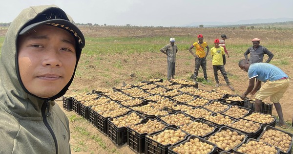 Quang Linh farm bội thu khoai tây trái mùa, thương lái tranh nhau mua nhưng  số tiền thu về cả vụ mới choáng