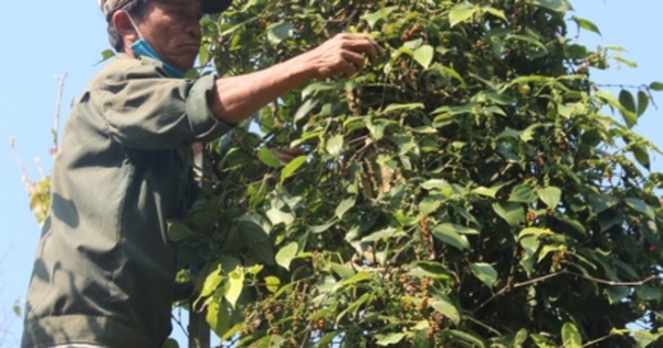 Pepper prices increase, growers in Ba Ria – Vung Tau are still worried