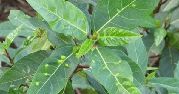 Loại lá gia vị xấu xí lại cực tốt cho sức khỏe, người Việt hay ăn mà không biết