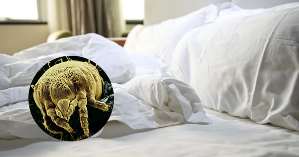 Hai thứ trên giường là ổ vi khuẩn, bẩn "trường tồn" nhưng 80% người dùng chẳng nhớ tới việc vệ sinh