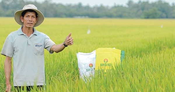 Lãi quý 4/2024 của Đạm Cà Mau giảm 74%, lên kế hoạch 2025 giảm 32%