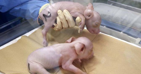 日本の企業が人間の移植に適した臓器を備えた豚を造る