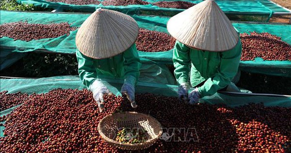 Limited supply, coffee and pepper prices continue to increase