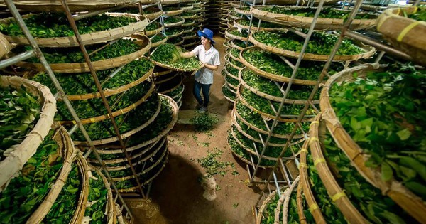 Vàng trên cây' của Việt Nam được Trung Quốc lùng mua với giá rẻ bất ngờ:  xuất khẩu tăng gần 300%, có mặt tại 1/3 quốc gia trên thế giới