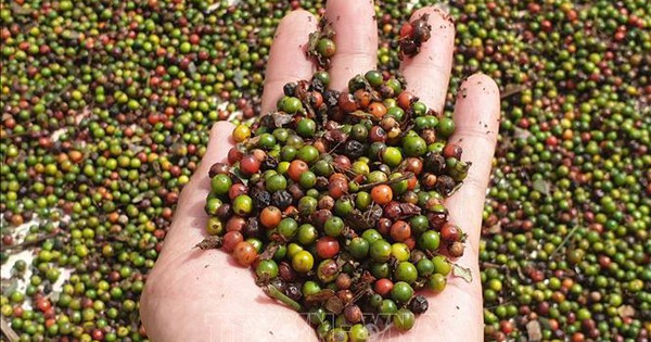 Pepper forecast to soon return to billion-dollar industry