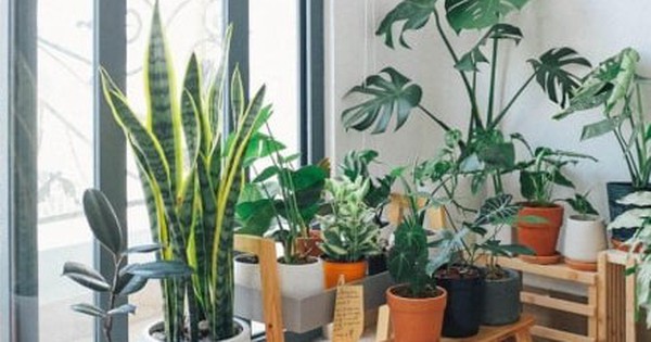 Loài cây để trong nhà giúp thanh lọc không khí, lại có tác dụng chữa bệnh