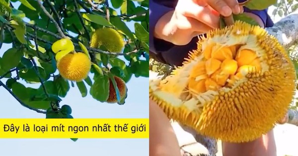 Loại mít 
