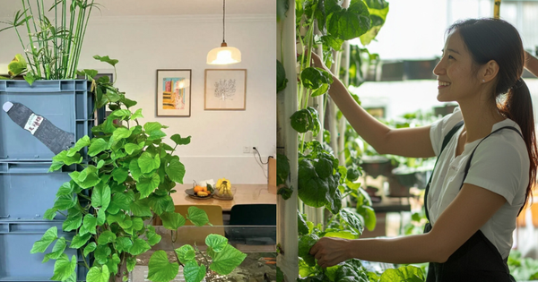 Trồng khoai lang thủy canh trong phòng khách, cô gái biến căn nhà nhỏ thành "khu vườn xanh" đầy sáng tạo và nghệ thuật
