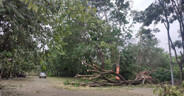 Sân Mỹ Đình tan hoang do bão, cây nằm la liệt dù chỉ còn một ngày nữa đội tuyển Việt Nam đấu Thái Lan