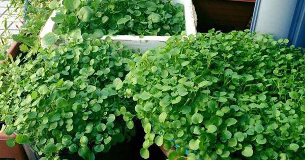 Mỹ đánh giá đây là loại rau tốt nhất thế giới, còn là “thần dược của người nghèo”, tốt cho cả đường huyết lẫn tuổi thọ: Việt Nam có rất nhiều