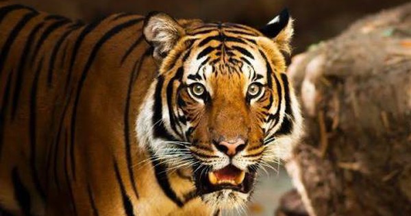 Sang tháng 10, có 4 con giáp hưởng tài lộc mỏi tay, đếm tiền không xuể, quý nhân luôn sẵn lòng phù trợ