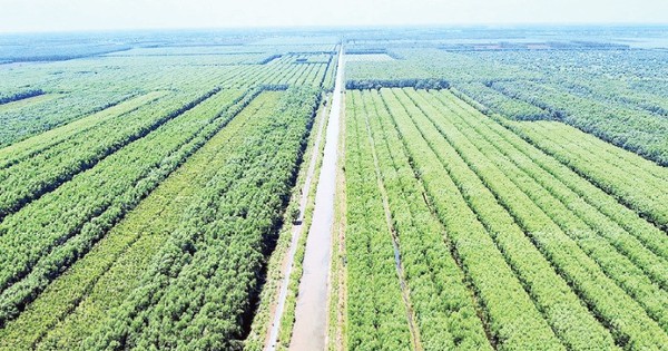 Loài cây “đẻ ra tiền tỷ” trên đất phèn U Minh Hạ: “Của hiếm” giúp người dân đổi đời