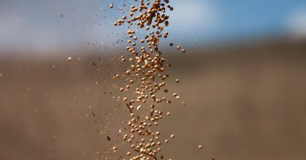 Trung Quốc quay lưng với nông sản Mỹ, một quốc gia bất ngờ trúng lớn: Xuất khẩu đậu tương bằng cả năm cộng lại - Ngô, thịt bò đều bội thu đơn hàng