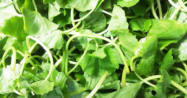 Loại rau được ví như "nhân sâm xanh" của Việt Nam, giá rẻ, nghiền thành bột xuất khẩu sang Hàn, Nhật, Mỹ