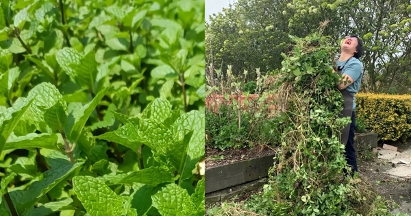 Đừng trồng 8 loại cây này trong nhà - tưởng đẹp mà hóa rước họa, ai từng trồng đều phải “hối hận muốn khóc”!