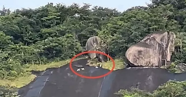 An Giang xác minh thông tin 4 con khỉ trắng xuất hiện ở Hòn Sơn