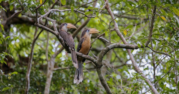 Loài chim quý hiếm bất ngờ xuất hiện ở vùng rừng núi Quảng Trị