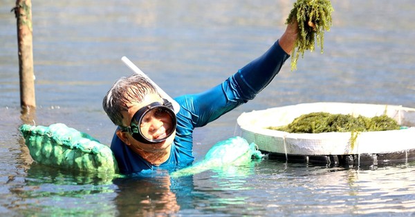 Việt Nam có “mỏ vàng xanh” mọc dưới biển: Giàu dinh dưỡng, chứa hoạt chất giúp phòng ngừa ung thư