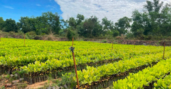 Hơn nửa triệu tấn ‘cứu tinh’ từ Campuchia vừa đổ bộ Việt Nam: Được mệnh danh ‘vàng trắng’ trên cây, nước ta đứng thứ 3 thế giới