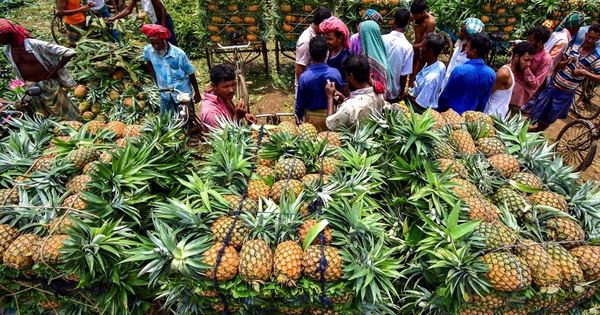 Không phải sầu riêng, loại quả của Việt Nam được Nga tích cực săn đón: xuất khẩu tăng hơn 400%, sản lượng 860.000 tấn/năm