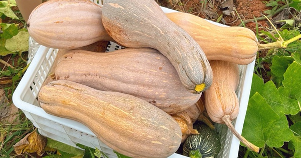 Ông lão nông dân khuyên: "Mua bí ngô, đừng nhìn vào kích thước, hãy chú ý 4 điểm này, sẽ chọn được quả chất lượng tuyệt hảo!