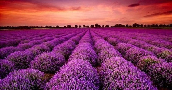 336 triệu cổ phiếu chứng khoán nhận tin vui, thị giá "bốc đầu" kịch trần