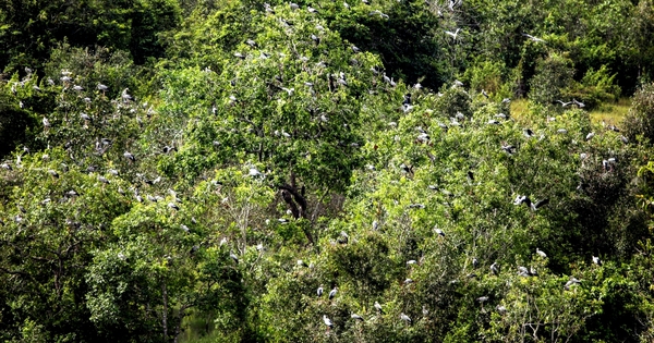 Sau cơn mưa lớn, "báu vật" núi rừng lộ diện, người dân truyền tai là "phượng hoàng đất" cực kỳ quý hiếm
